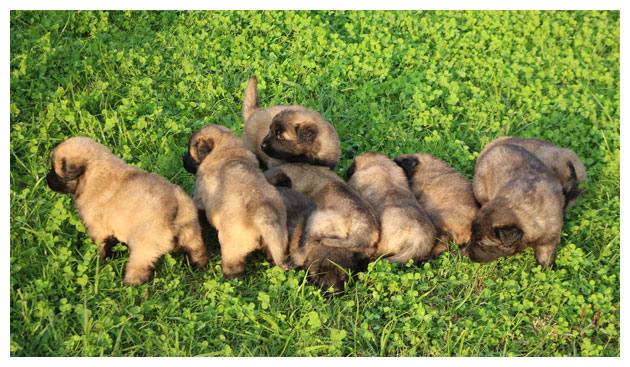 Cão Serra da Estrela